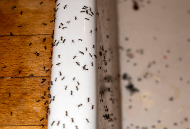 Best Commercial Pest Control Services  in Southeast Arcadia, FL
