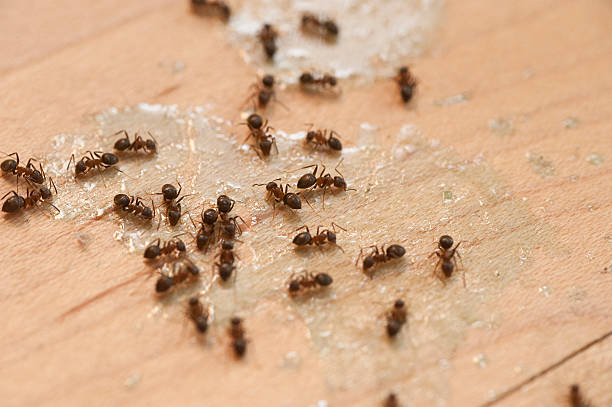 Professional Pest Control in Southeast Arcadia, FL